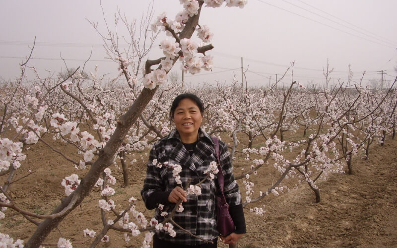 sakura-orchard