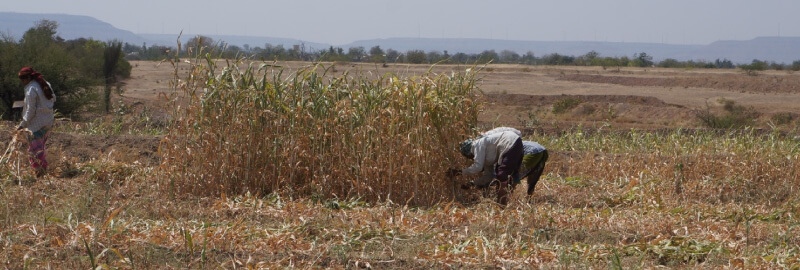 sugarcane-harvest