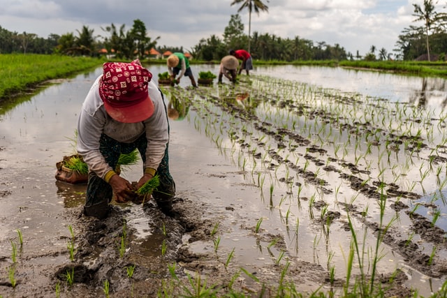 Food security